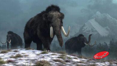 نخستین نفسهای ماموت در عصر دیجیتال