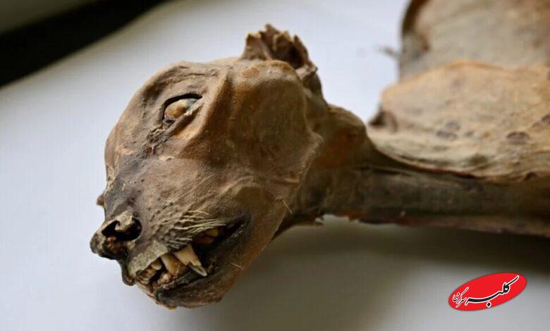 فسیل یوزپلنگ