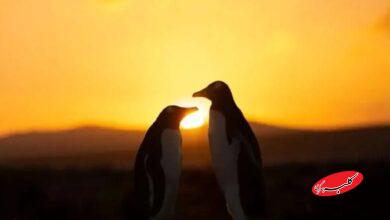 خورشیدگرفتگی