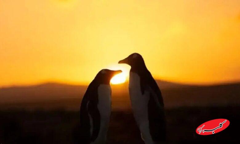 خورشیدگرفتگی