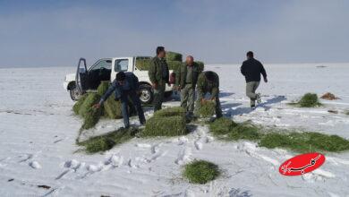 غذارسانی به حیات وحش