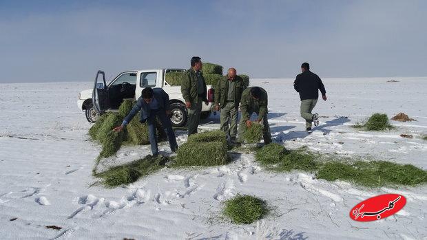 غذارسانی به حیات وحش