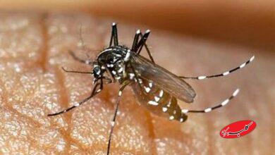 راهکارهای پیشگیرانه مقابله با پشه آئدس