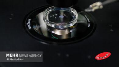 فریز و تعیین جنسیت جنین؛ راهکاری برای باروری هدفمند