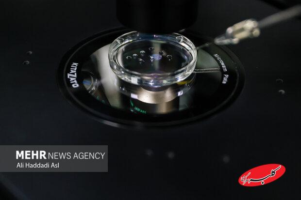 فریز و تعیین جنسیت جنین؛ راهکاری برای باروری هدفمند