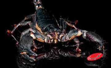 «بمب عقرب»، سلاحی عجیب برای کشتار