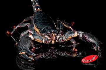 «بمب عقرب»، سلاحی عجیب برای کشتار