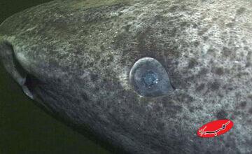 پیرترین موجود جهان که با ۵۰۰ سال سن هنوز زنده است