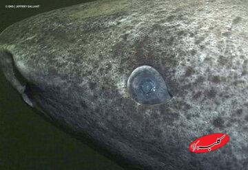 پیرترین موجود جهان که با ۵۰۰ سال سن هنوز زنده است