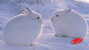 از این سردتر نمیشود / جایی که در آن دما به منفی ۹۸ درجه رسید