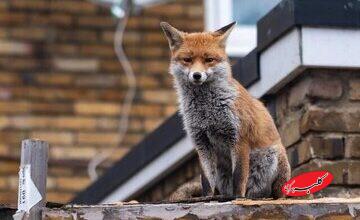 روباهها در خیابانهای تهران چه میخواهند؟/ شهرداری توضیح داد