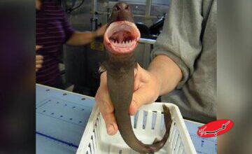 «کوسه کلوچهبر» پرگاری بیرحم، در اعماق دریا!/ راز سوراخهای دایرهای روی بدن نهنگها فاش شد