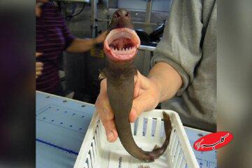 «کوسه کلوچهبر» پرگاری بیرحم، در اعماق دریا!/ راز سوراخهای دایرهای روی بدن نهنگها فاش شد