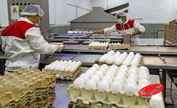 هر عدد تخممرغ ۱۰ هزار تومان شد/ طلاکش: کمبودی در عرضه مرغ نداریم