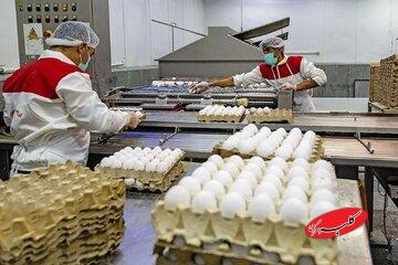 هر عدد تخممرغ ۱۰ هزار تومان شد/ طلاکش: کمبودی در عرضه مرغ نداریم