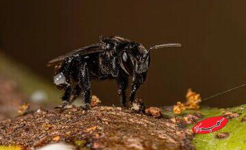 برای نخستین بار در تاریخ یک حشره صاحب حقوق قانونی شد