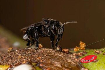 برای نخستین بار در تاریخ یک حشره صاحب حقوق قانونی شد