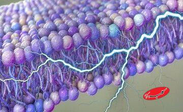 کشف یک منبع پنهان انرژی در بدن انسان