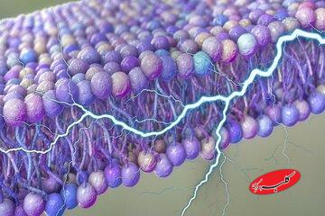 کشف یک منبع پنهان انرژی در بدن انسان