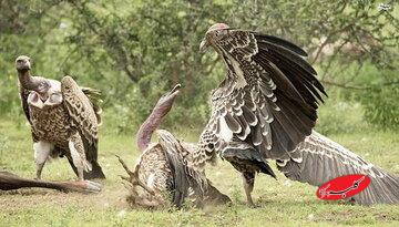 آیا حیوانات هم به بهشت میروند؟