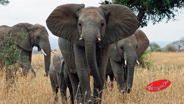 راز بزرگ بودن گوشهای فیل چیست؟