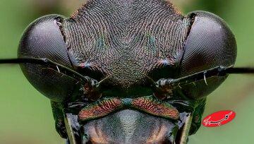 ماشین کشتار جنگلهای بارانی با آروارهای ترسناک و سرعتی باورنکردنی / عکس