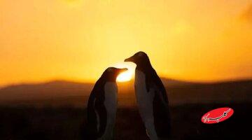 «حلقه آتش» در آسمان ظاهر میشود / اولین خورشیدگرفتگی سال