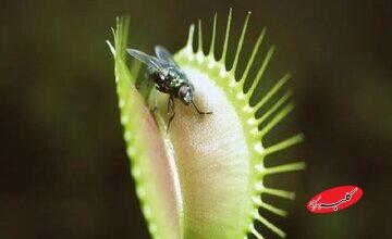 چرا برخی از گیاهان گوشت میخورند؟