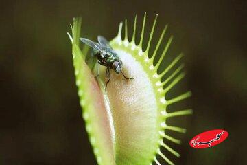 چرا برخی از گیاهان گوشت میخورند؟