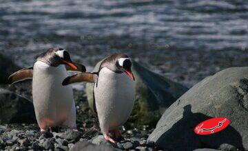 راه رفتن تا مرگ؟ پنگوئنی که به کابوس فلسفی مردم بدل شد/ فروپاشی اینترنت با ۲۰ ثانیه از یک مستند + عکس