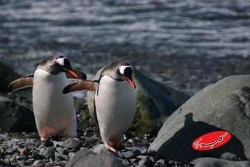 راه رفتن تا مرگ؟ پنگوئنی که به کابوس فلسفی مردم بدل شد/ فروپاشی اینترنت با ۲۰ ثانیه از یک مستند + عکس