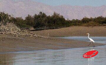 ۲ ماه دور تا دور لانه کبوترها دوربین گذاشتم