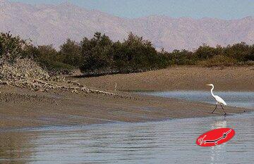 ۲ ماه دور تا دور لانه کبوترها دوربین گذاشتم