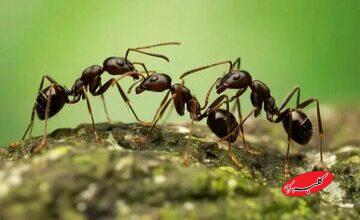 عظمت لشکر سلیمان و ترس مورچهای از غفلت؛ روایتی اخلاقی از خطر فراموشی خدا