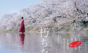 «شکوفههای گیلاس» در راه شبکه نمایش