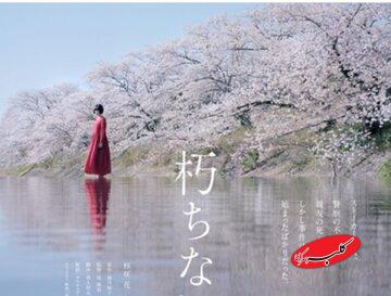 «شکوفههای گیلاس» در راه شبکه نمایش