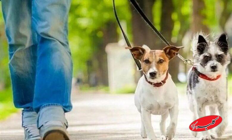 سگها هوای خانه را تغییر میدهند