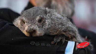 پیشبینی موش مشهور آمریکایی؛ بهار امسال دیرتر از راه میرسد +ویدیو