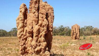 لانه موریانه