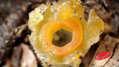 فانوس پریان