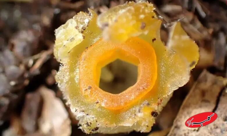 فانوس پریان