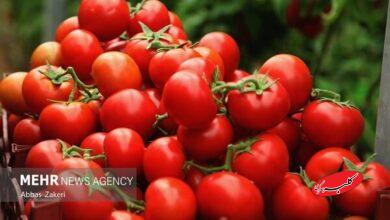 نقش گوجه فرنگی در سلامت لثه