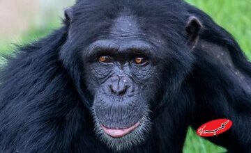 دانشمندان ثابت کردند میمونها هم «تخیل» میکنند