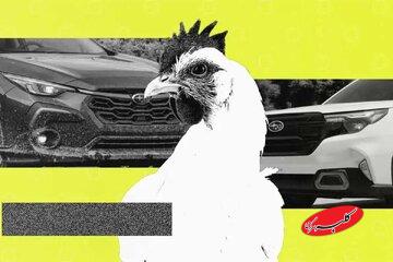 استفاده از خودروی سوبارو برای جابجایی مرغ و خروس