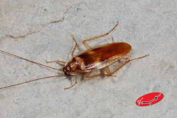 سوسک چطور بدون سر زنده میماند؟