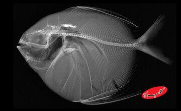 تنها ماهی خونگرم دنیا / با ماهماهی آشنا شوید