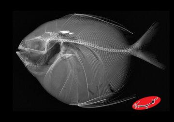 تنها ماهی خونگرم دنیا / با ماهماهی آشنا شوید