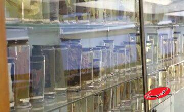 کشف قدیمیترین ویروس سرماخوردگی جهان در ریههای زن ۳۰۰ ساله