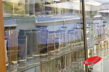 کشف قدیمیترین ویروس سرماخوردگی جهان در ریههای زن ۳۰۰ ساله