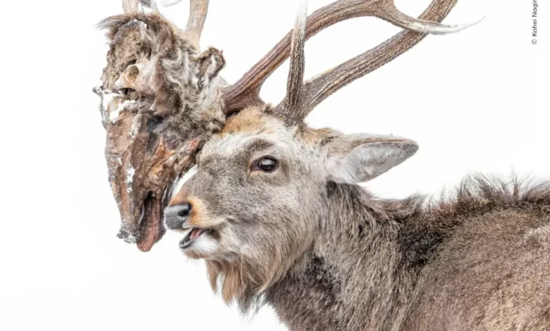 عکسهای برتر حیات وحش